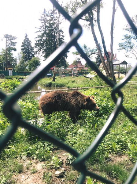 &quot;Слезы наворачиваются на глаза&quot;: под Житомиром работает уникальный приют для медведей (фото)